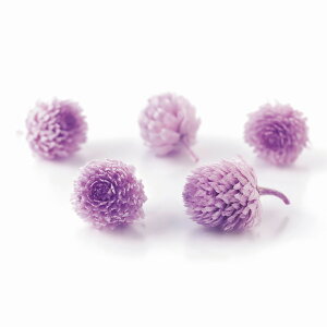 g vU[uh wbh XEB[g CbN vU[uht[ 30֓ [TDLDO003453-451]  v[g  K[fjOpi vU[uhAW  K[fjO t[Mtg