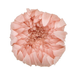 ֋e  VL[sN vU[uht[ 6֓ } e [TDLDO004806-131] v[g   AWgt[ lHϗtA t[Mtg K[fjOpi vU[uhH 