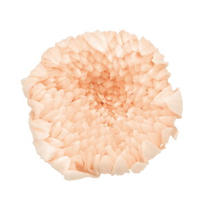 ֋e  Vp vU[uht[ 6֓ } e [TDLDO004806-081] v[g   AWgt[ lHϗtA t[Mtg K[fjOpi vU[uhH  K