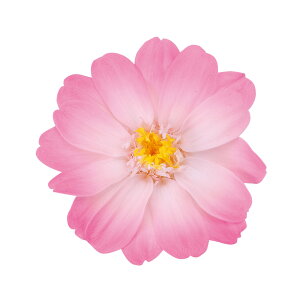 WjA  Of[V zCgsN vU[uht[ 12֓ [TDLDO003464-100] v[g   AWgt[ lHϗtA t[Mtg K[fjOpi vU[