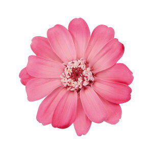 WjA  Of[V sN[Y vU[uht[ 12֓ [TDLDO003464-120] v[g   AWgt[ lHϗtA t[Mtg K[fjOpi vU[u