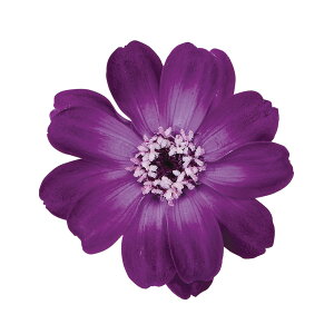 WjA  Of[V x_[ p[v vU[uht[ 12֓ [TDLDO003464-440] v[g   AWgt[ lHϗtA K[fjOpi vU[uhA