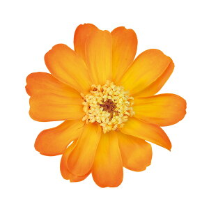 WjA  Of[V S[fIW vU[uht[ 12֓ [TDLDO003464-350] v[g   AWgt[ lHϗtA t[Mtg K[fjOpi v