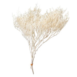 ^^J ItzCg vU[uht[ [TDLDO002010-011] v[g   tFCNO[ lHϗtA vU[uhAW K[fjOpi t[AWg  K[f