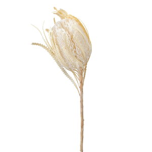 oNV t[PA[i ItzCg hCt[ [TDLDO040380-011] TV AWgԍ VRf nhCh zCgR[fBl[g