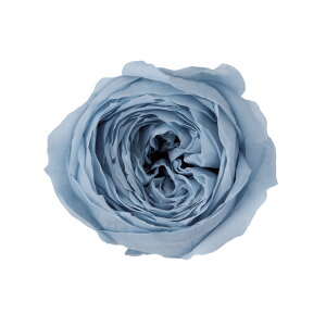 [YRRbg~Xg u[ vU[uht[ 9֓ [Y o [TDLDO002730-671] KN v[g   AWgt[ lHϗtA t[Mtg K[fjOpi v