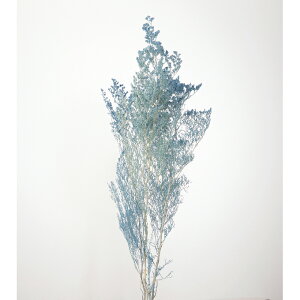 JXsA EH[^[u [hCt[ J[ [TDLDO003710-691] v[g   tFCNO[ lHϗtA K[fjOpi NX}X fBXvC  K[fjO Ce