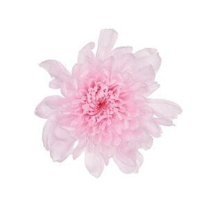 Ƃˋe V[xbgsN vU[uht[ 6֓ } e [TDLDO004790-102] v[g   AWgt[ lHϗtA t[Mtg K[fjOpi vU[uh