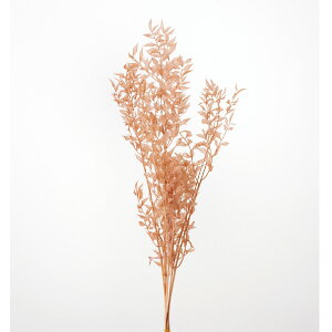 XJX vU[uh sNx[W vU[uht[ [t t [TDLDO003560-081] v[g   tFCNO[ lHϗtA K[fjOpi NX}X vU[uh