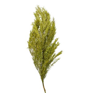 eB[c[ EJ CO[ vU[uht [O[[t  } O[[TDLDO001250-721] v[g   tFCNO[ lHϗtA K[fjOpi 