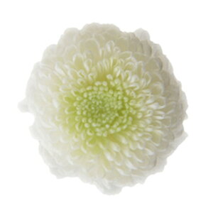 ||} fIzCgO[ vU[uht[ 8֓ } e [TDLFL000415-313] vU[uhH t[f CeAt[  AWgp[c fBXvC t