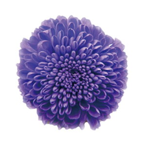 ||} I[oCIbg vU[uht[ 8֓ } e [TDLFL000410-086] vU[uhH t[f CeAt[   AWgp[c fBXvC 