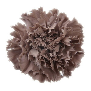 ~jJ[l[V uEO[ vU[uht[ 12֓ J[l[V [TDLFL001200-401] vU[uhH t[f ̓ AWgp[c CeAt[ i`