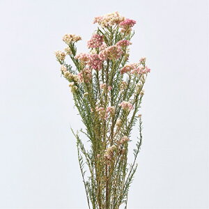 CXt[hChCt[i`[TDLDE017770] VRf t[AWg u[P fBXvC CeAt[