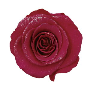 _Ch[Y_85-EzbgsNvU[uht[[Yo[TDLDD001216-012] KN o VRf vU[uhH MeBJ[ht