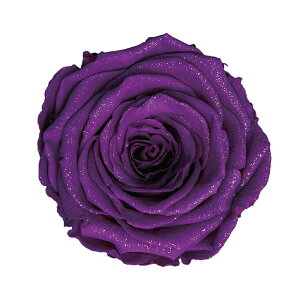 _Ch[Y_85-EBIvU[uht[[Yo[TDLDD001216-054] KN o VRf vU[uhH MeBJ[ht