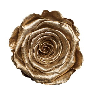 _Ch[Y_85-ES[hvU[uht[[Yo[TDLDD001216-099] KN o VRf vU[uhH MeBJ[ht