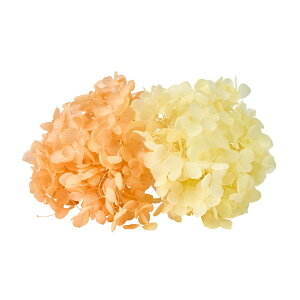 FM\tgAix LfB BOX Lbg vU[uht[ 1BOX AWTC [TDLDT080602] z AWg vU[uhH AWgp[c t[Mtg