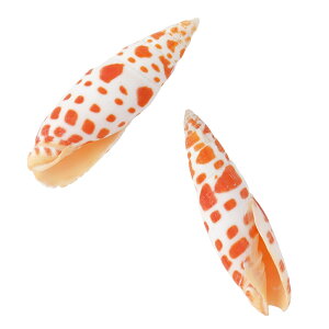 IWX|bg VFL 2R i`f [TDLFD005510] AWgԍ VRf  fR[V AWgp[c  fBXvC ANZT[p[c