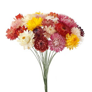 �������e ���C���[�t �~�b�N�X �h���C�t�����[ �i�`������ [TDLFD003021-050] �A�����W�����g���� �C���e���A�t�����[ �h���C���H �n���h���C�h���� �A�����W�����g�p�[�c�f�B�X�v���C �~�b�N�X