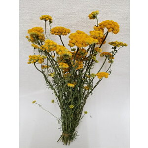 [iXhCt[i`[TDLDN000022] VRf t[AWg CG[ fBXvC CeAt[ MB