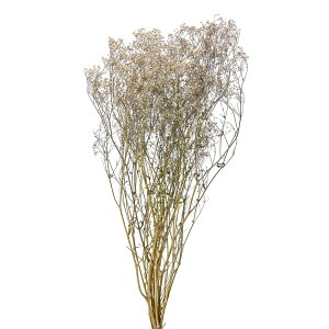 JX~\EhCt[i`[TDLDN000042] VRf t[AWg x[W fBXvC CeAt[ MB