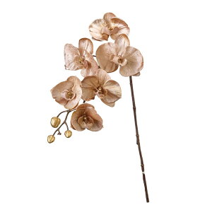 t@mx x[WuE A[eBtBVt[  Ӓ t@m [TDLFJ003716-018] AWg  NX}X  t[f i`AW t