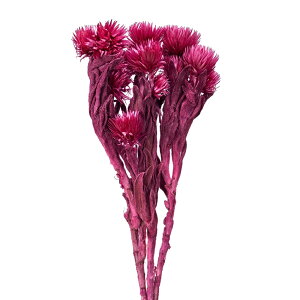 Vo[f[W[ ~j Yx[ hCt[ J[ [TDLFD004441-053] t[f hCH CeAt[ nhChf AWgp[c fBXvC t[Mt