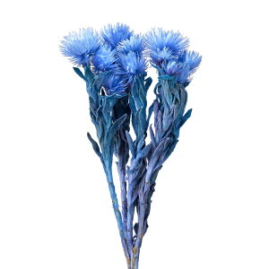 Vo[f[W[ ~j u[x[ hCt[ J[ [TDLFD004441-310] t[f hCH CeAt[ nhChf AWgp[c fBXvC t[M