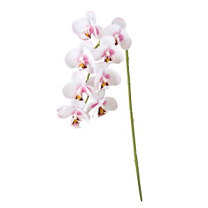 ~jkt@m zCgI[Lbh A[eBtBVt[  I[Lbh[TDLFM008806-112]  t[f i`AW t[Mtg fBXvC AWg