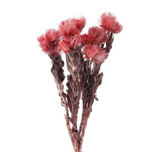 Vo[f[W[ ~j O@o hCt[ J[ [TDLFD004441-162] t[f hCH CeAt[ nhChf AWgp[c fBXvC t[Mtg