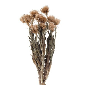 Vo[f[W[ ~j `R hCt[ J[ [TDLFD004441-278] t[f hCH CeAt[ nhChf AWgp[c fBXvC t[Mtg