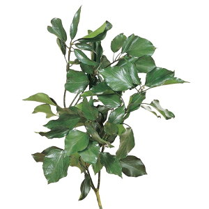 ACr[ Ȃ O[ vU[uht[ [TDLDO002300-700] CeAO[ AWgԍ VRf nhCh vU[uhH t[f