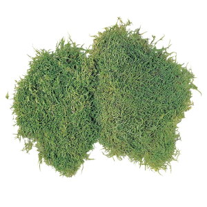 V[gX \tg  O[ vU[uht[ 1 X [TDLDO061091-707] CeAO[ vU[uhH K[fjOpi fR[Vf 뉀 fBXvC t[ԍ