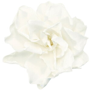 N`iV 唒 vU[uht[ 6 [TDLDO001060-011] vU[uhH VRf CeAt[ t[f zCgR[fBl[g