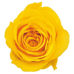 [Y ~~ ~UCG[ vU[uht[ 9֓[Y o[TDLDO003840-521] AWg vU[uhH CeAt[ nhCh t[Mtg