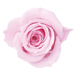 [Y~~ V[xbgsN vU[uht[ 9֓ [Y o [TDLDO003840-102] AWg vU[uhH CeAt[ nhCh t[Mtg