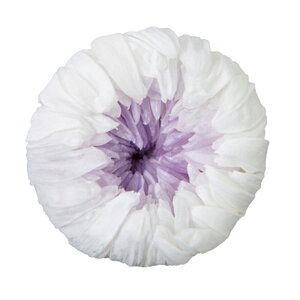 փMNfIzCg×CbN6֓vU[uht[}e[TDLFL004515-312] t[Mtg nhCh fB XvC K[fjOpi IuWF  CeAԍ A[e