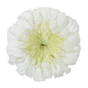 փMNfIzCg×O[6֓vU[uht[}e[TDLFL004515-313] t[Mtg nhCh fB XvC K[fjOpi IuWF  CeAԍ A[eB