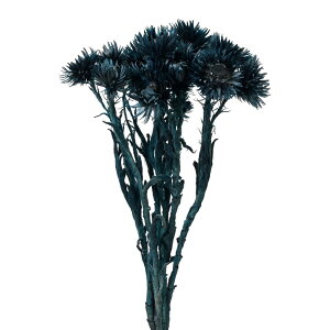 Vo[f[W[~jubNhCt[J[[TDLDT075773] t[Mtg nhCh fB XvC K[fjOpi IuWF  I[ig CeAԍ