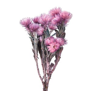 Vo[f[W[~jx[X[W[hCt[J[[TDLFD004441-048] t[Mtg nhCh fB XvC K[fjOpi IuWF  I[ig CeAԍ