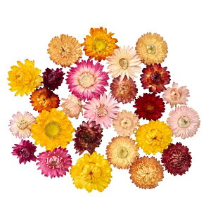 ewbh~bNXkCY1܃hCt[i`[TDLFD003218] t[Mtg nhCh fB XvC fR[Vf IuWF  CeAԍ I[ig