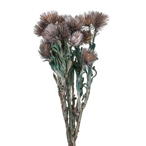 Vo[f[W[~j~[WO[1hCt[J[[TDLFD004441-201] t[Mtg nhCh fB XvC K[fjOpi IuWF  I[ig CeA