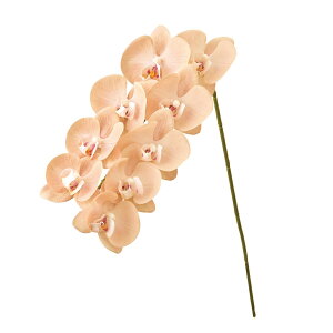 tu[t@ms[`^x[WA[eBtBVt[ԃI[Lbh[TDLFM009649-013] t[Mtg nhCh K[fjOpi fB XvC i`AW 