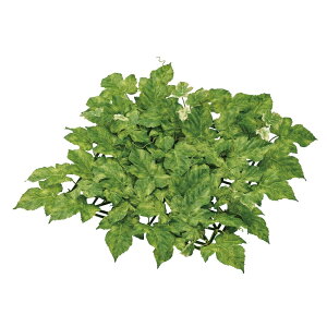 Go[O[v}bgO[A[eBtBVt[ԃ}bg[TDLFG302313]t[Mtg nhCh fB XvC K[fjOpi IuWF  i`AW X