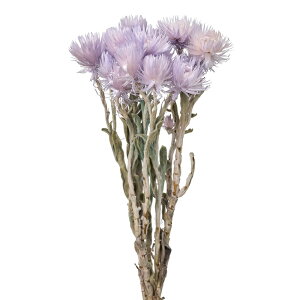 Vo[f[W[~jAPrhCt[J[[TDLFD004441-049] t[Mtg nhCh fB XvC K[fjOpi IuWF  I[ig CeAԍ