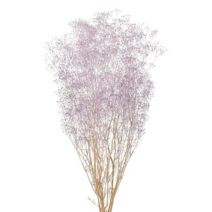 ~jJX~APrvU[uht[JX~[TDLFD004551-049] t[Mtg nhCh fB XvC K[fjOpi IuWF  CeAԍ A[eBtBVt