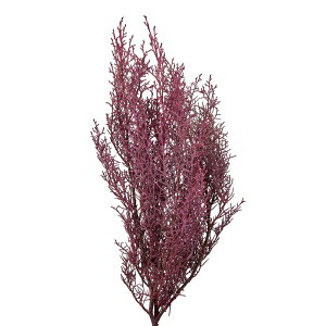 �u���[�A�C�X�s���N�p�[�v��1���v���U�[�u�h�t�����[[TDLDO001260-140] �t�����[�M�t�g �n���h���C�h���� �f�B �X�v���C �f�R���[�V�����f�� �I�u�W�F ���� �C���e���A�ԍ� �A�[�e�B�t�B�V����