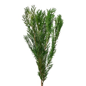 jICqoO[vU[uht[O[[TDLDO001160-700] t[Mtg nhCh fB XvC fR[Vf IuWF  CeAԍ A[eBtBVt