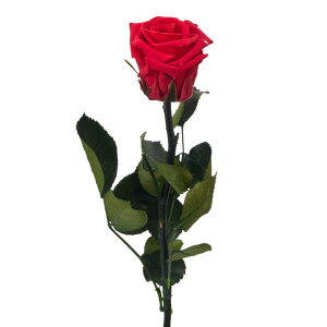 V[gXe[Yt[hX`F[bhvU[uht[[YoMtg[TDLFL072025-005]y t[Mtg A[gt[ CeAt[ AWgt[ 